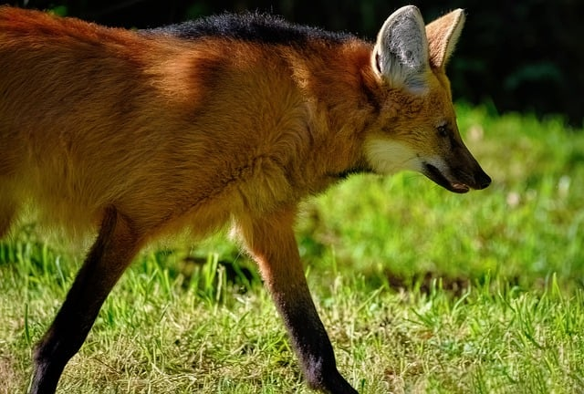 maned wolf, wild dog, canine