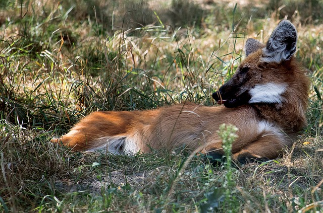 maned wolf, wolf, mammal