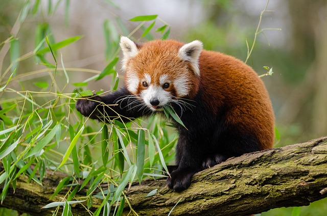 red panda, leaves, branch