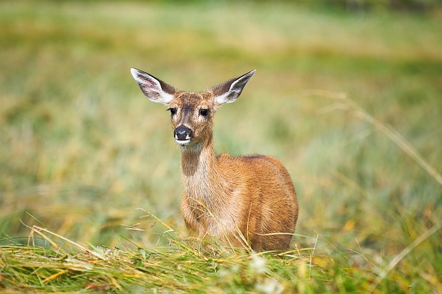 fallow deer, deer, wildlife