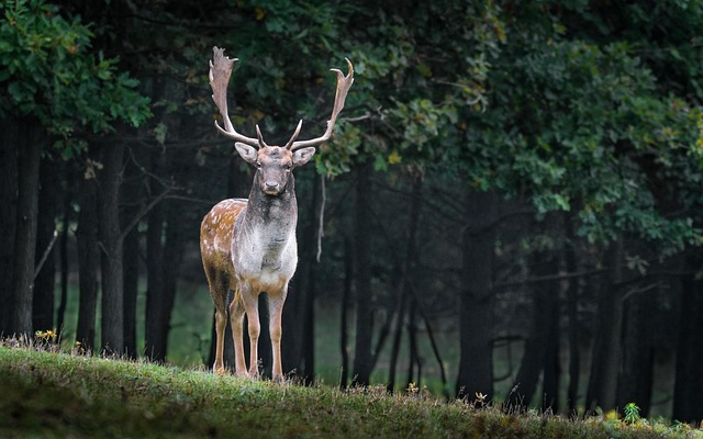 animal, mammal, fallow deer