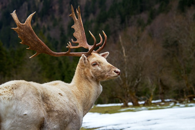 deer, fallow deer, white