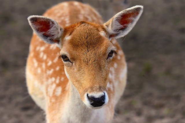 animal, fallow deer, species