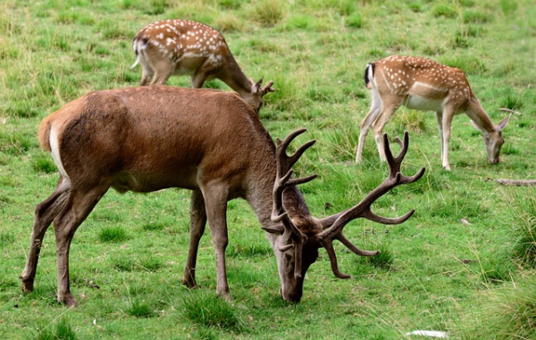 Fallow Deer: Habitat, Behavior, And Conservation Status - Fallow Deer ...
