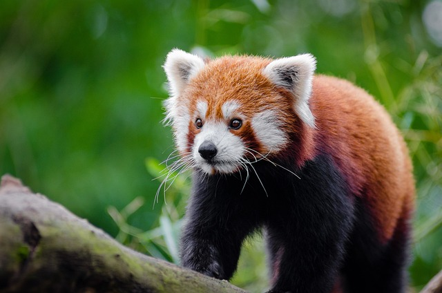 red panda, animal, carnivore