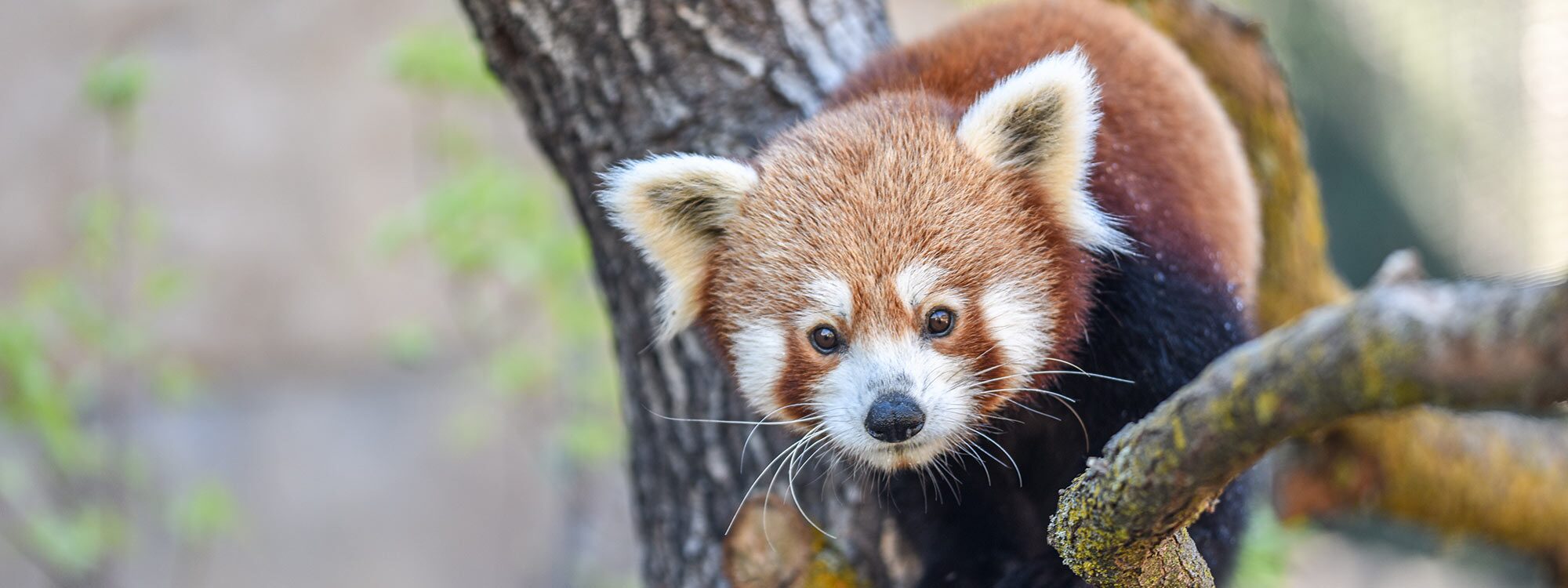 Red Panda Exhibit