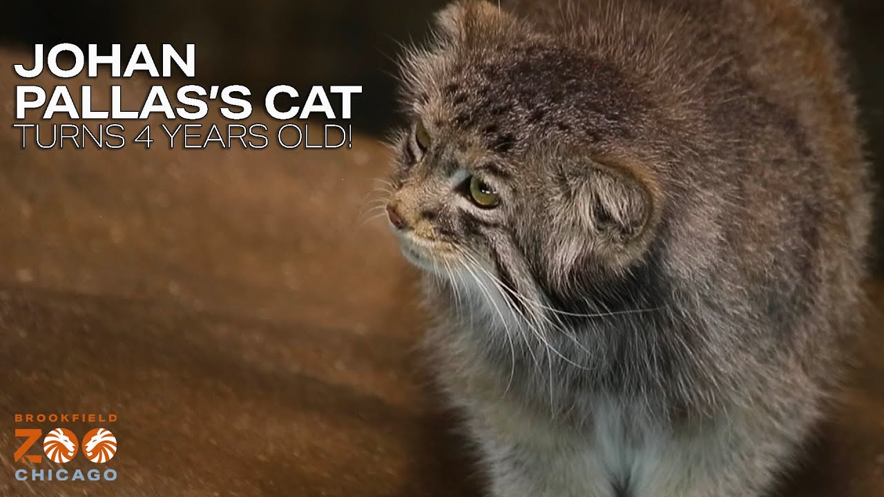 Pallas's Cat Turns 4: A Celebration - Brookfield Zoo Zoo Guide