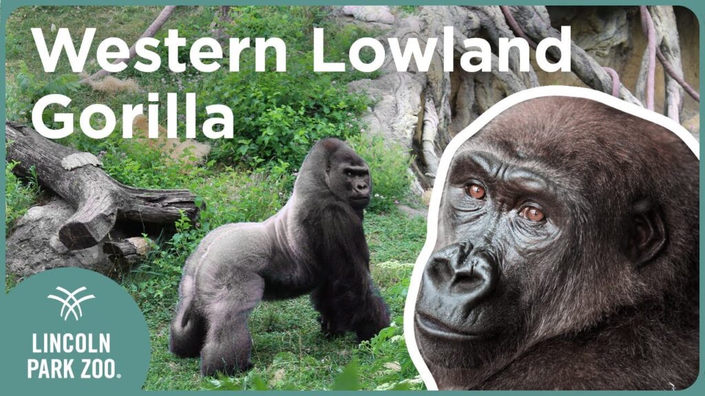 Fascinating Western Lowland Gorilla Facts - Lion Country Safari Zoo Guide