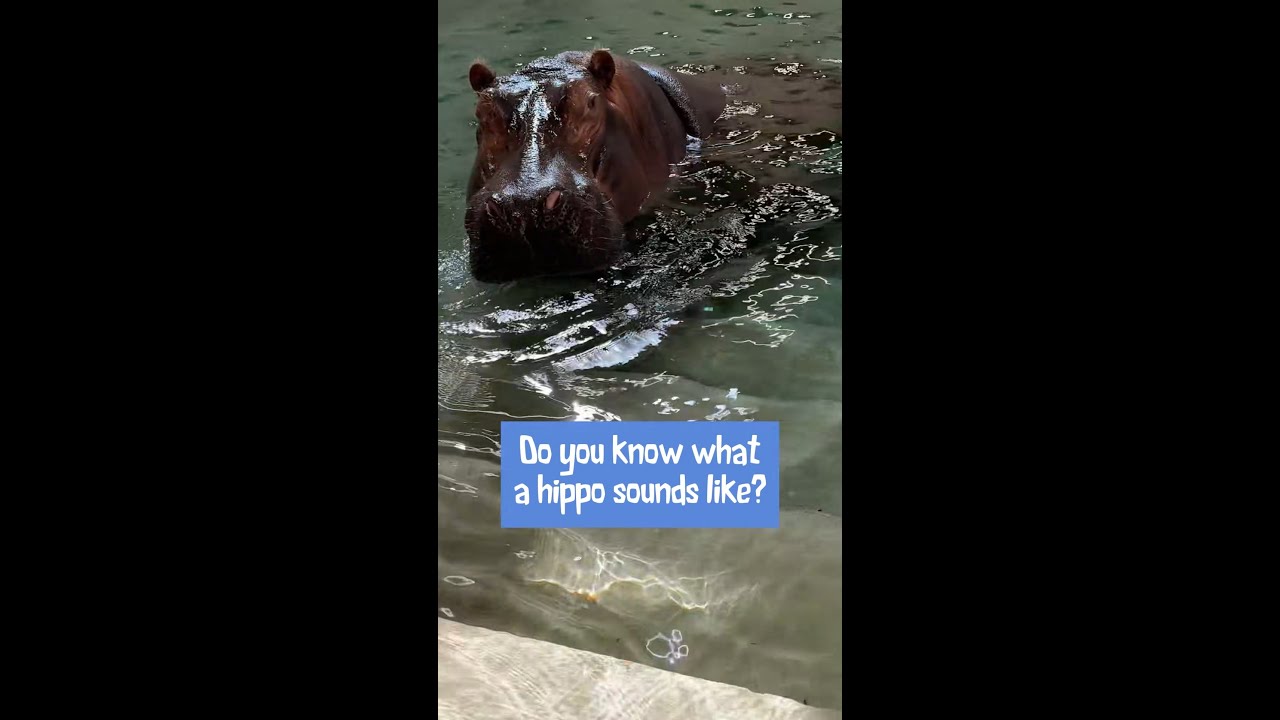 Hippos Vocalize At Saint Louis Zoo - Saint Louis Zoo Zoo Guide