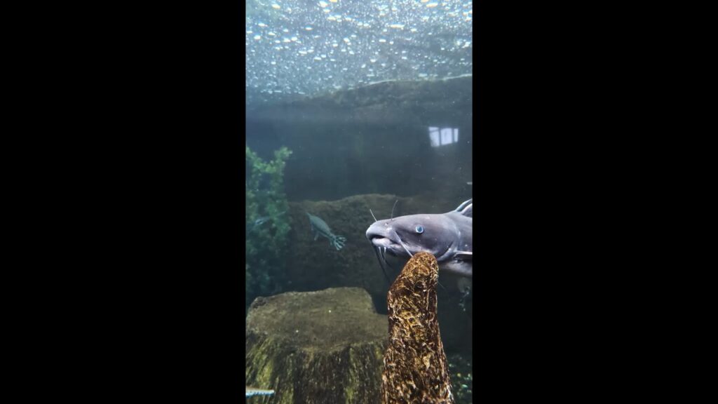 Understanding NCAFF Catfish Regulations North Carolina Aquarium At