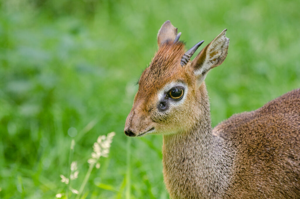 Dik-Dik: 12 Facts About This Tiny Antelope ... #10 LOL! - Dik-dik Zoo Guide