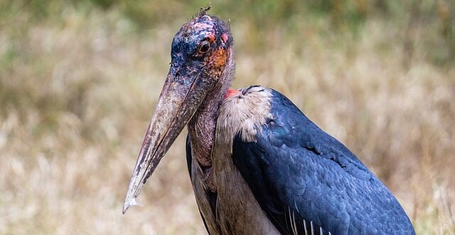 marabou stork, tanzania, africa