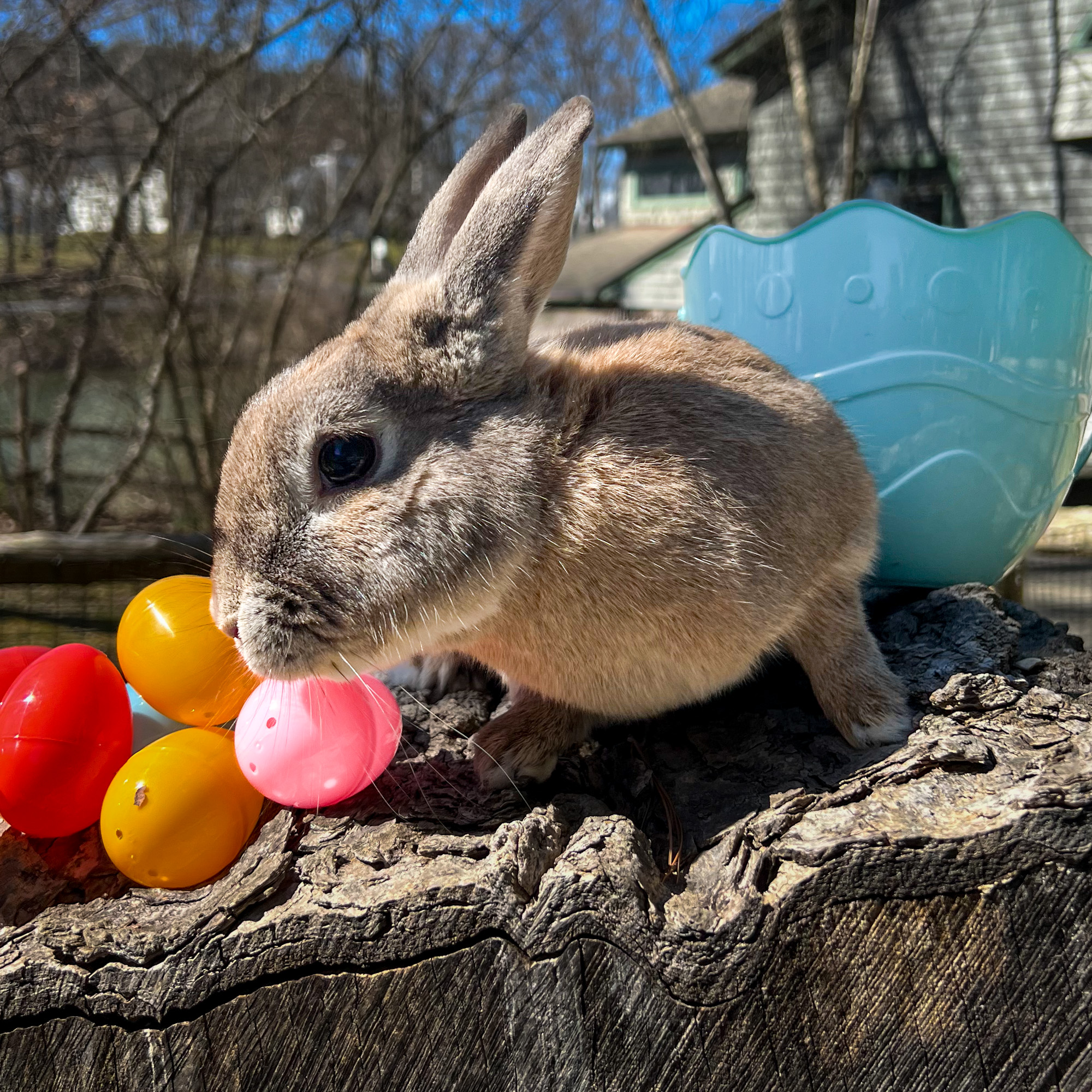 Easter Greetings From Our Animal Friends - Zoos - USA - New York ...