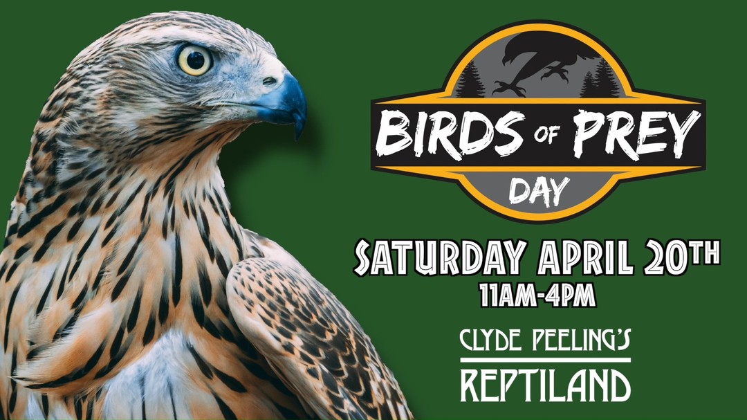 Birds Of Prey Return To Reptiland Apr 20 - Clyde Peeling Reptiland Zoo ...