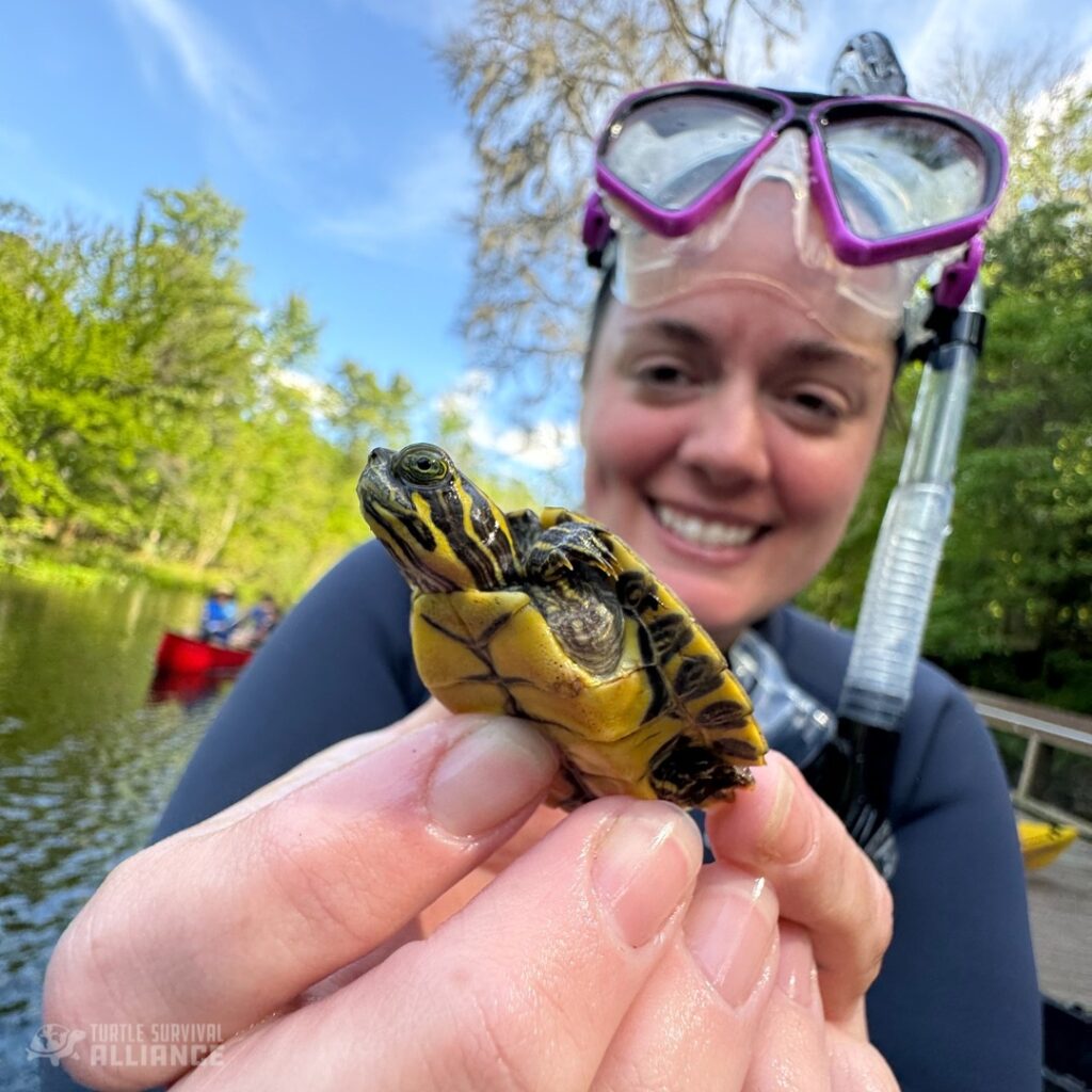 Freshwater Turtle Research Update - Turtle Survival Center Zoo Guide