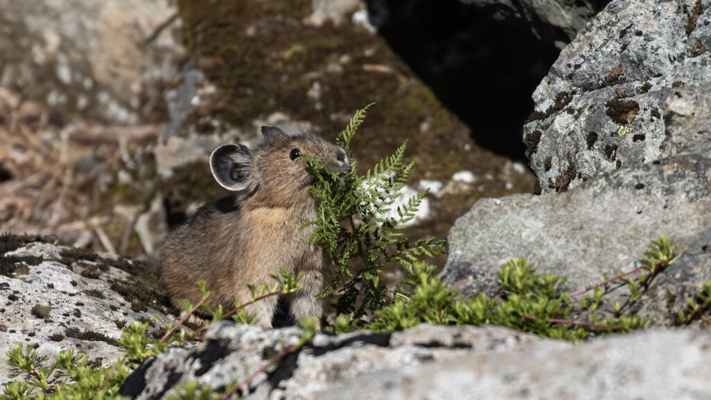 pika