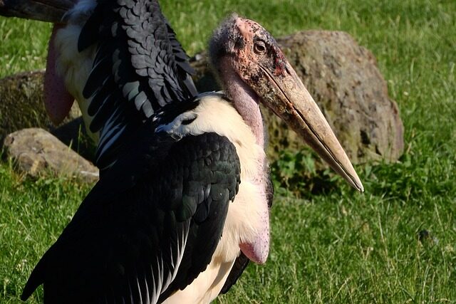 marabou, leptoptilos crumenifer, stork