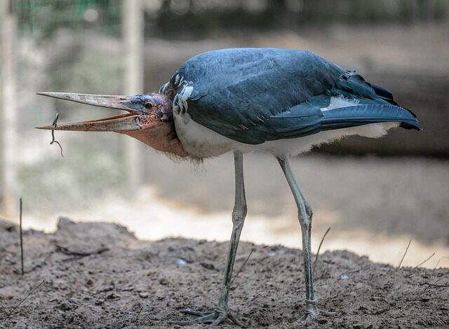 marabou stork, bird, eat