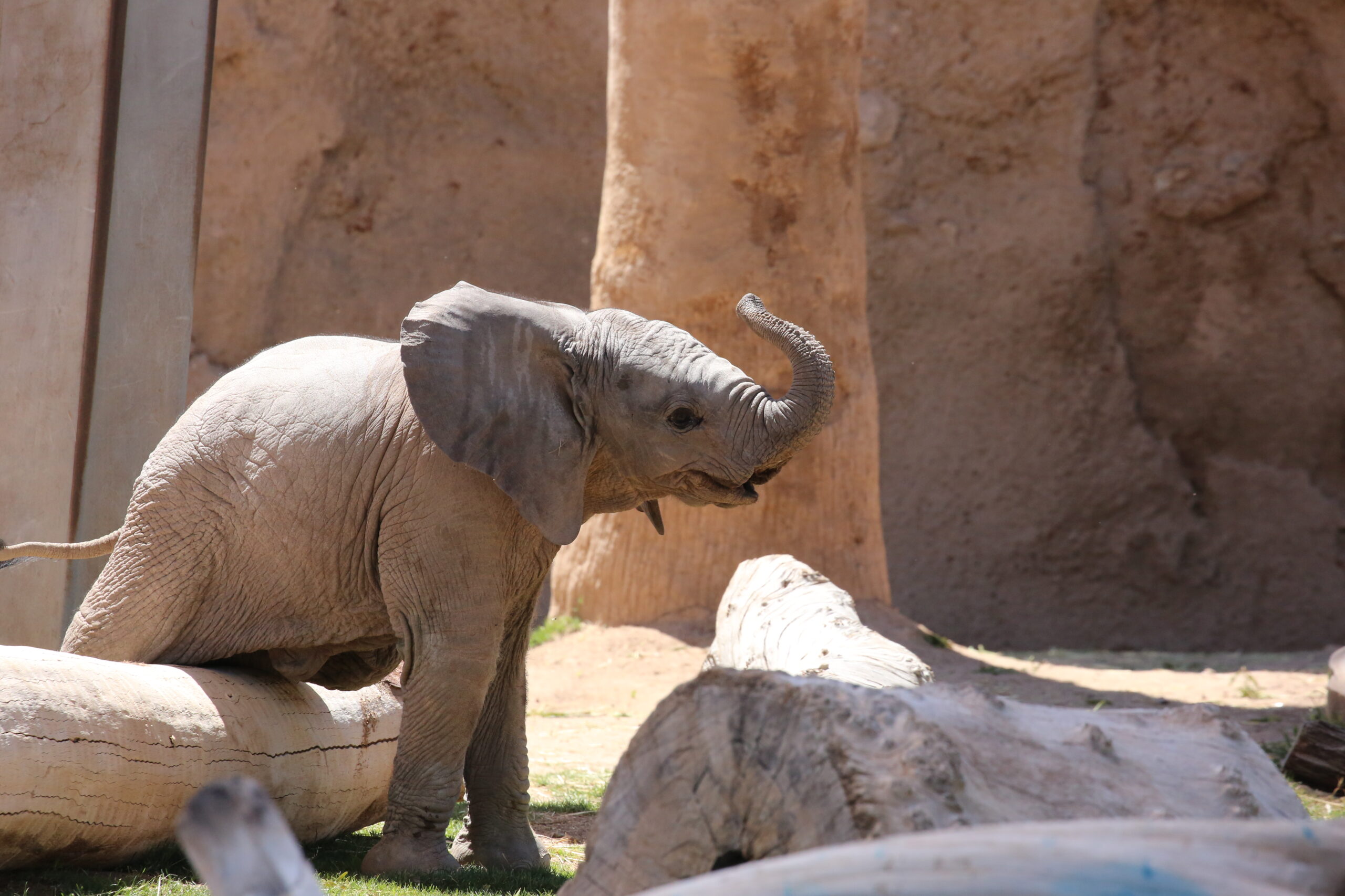 Community Names Elephant Calf "Meru" - Zoos - USA - Arizona - Reid Park ...