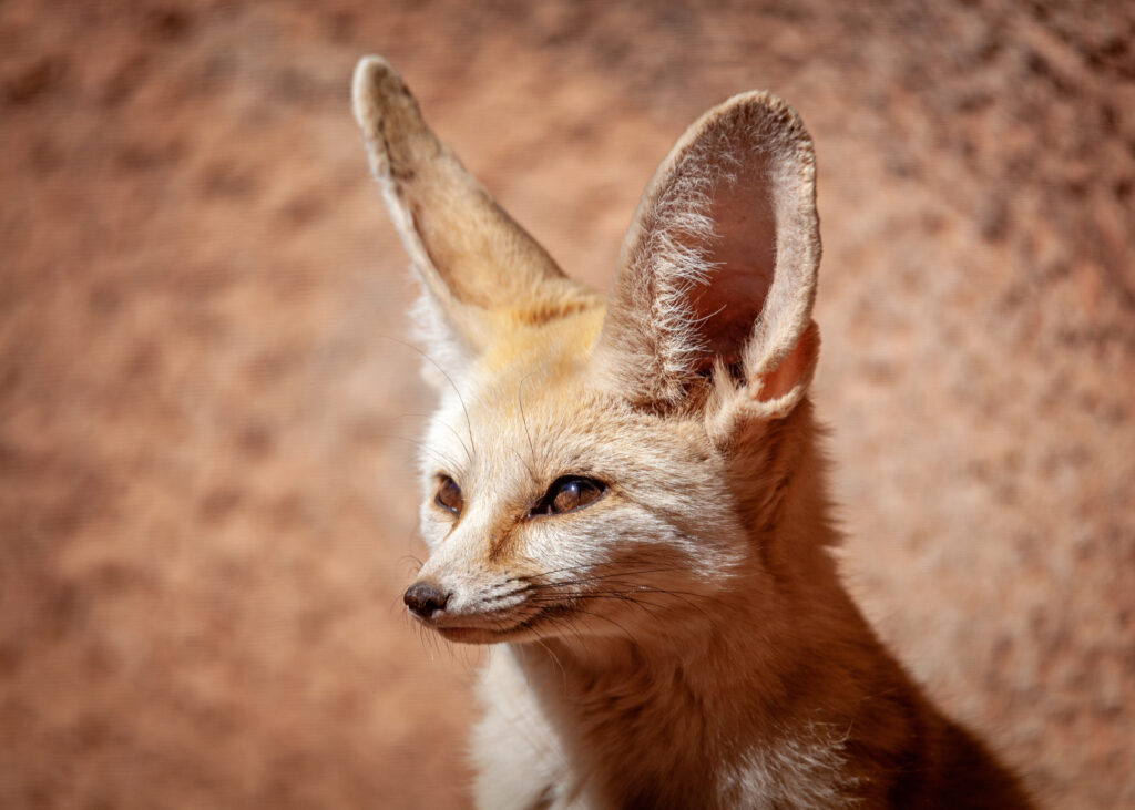 closeup of cute fennec fox 2023 11 27 05 14 26 utc