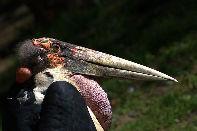 marabou stork, bird, animal