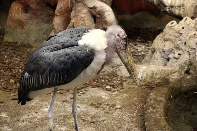 marabou stork, leptoptilos crumeniferus, bird