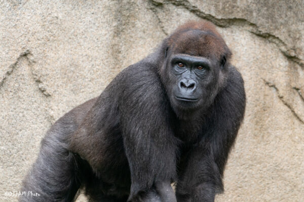 Cincinnati Zoo Teams Up For Injured Gorilla Care - Zoos - USA - Ohio ...