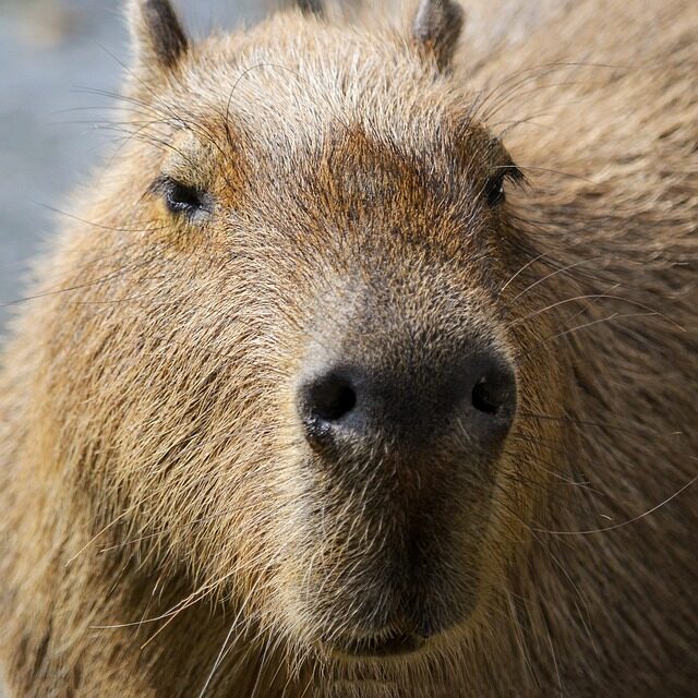 capybara, south america, portrait