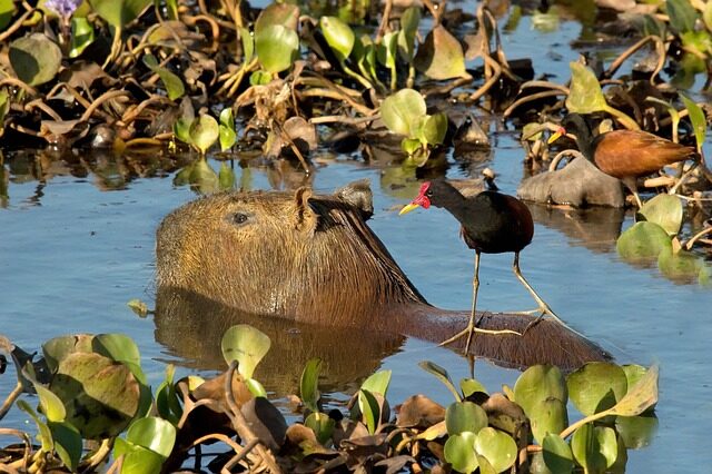 capybara, rodent, jacana