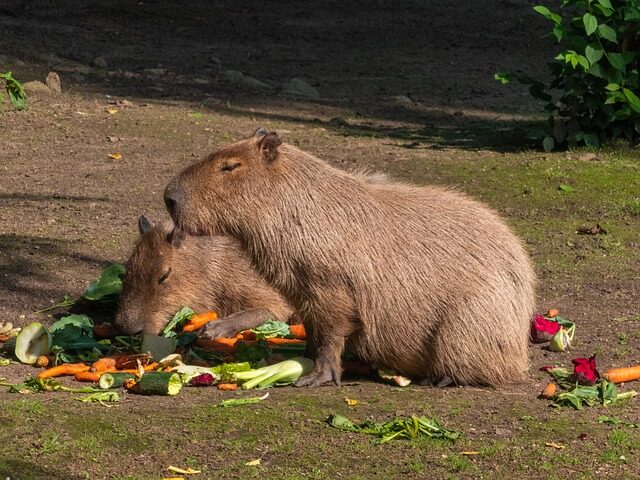 capybara, rodent, animals