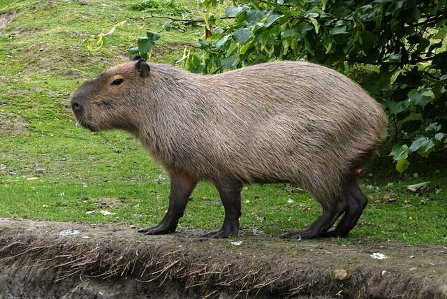 capybara, faunapark, animal park