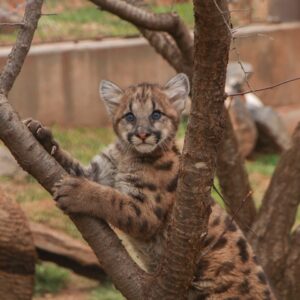 OKC Zoo's Top 10 Spring Break Cures - Zoos - USA - Oklahoma - Oklahoma ...