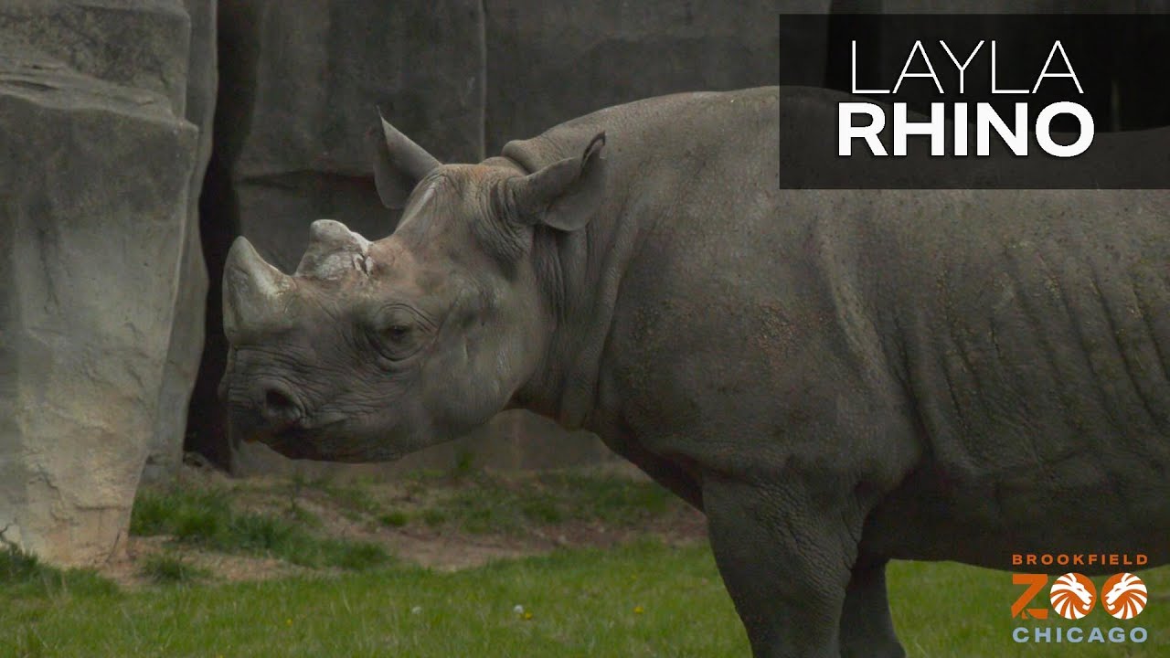 Layla: The Black Rhino Story - Brookfield Zoo - Brookfield Zoo Zoo Guide