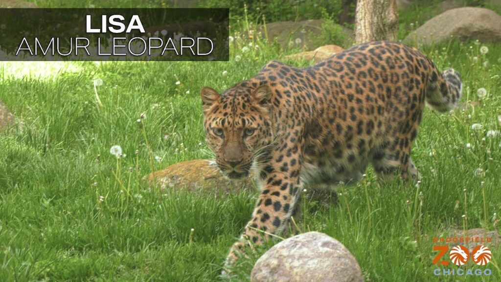 Lisa's Study Of Amur Leopards - Brookfield Zoo Zoo Guide