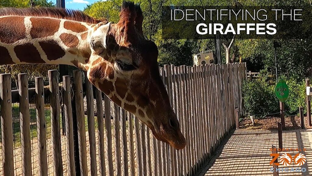 Identifying Giraffes Correctly - Brookfield Zoo Zoo Guide