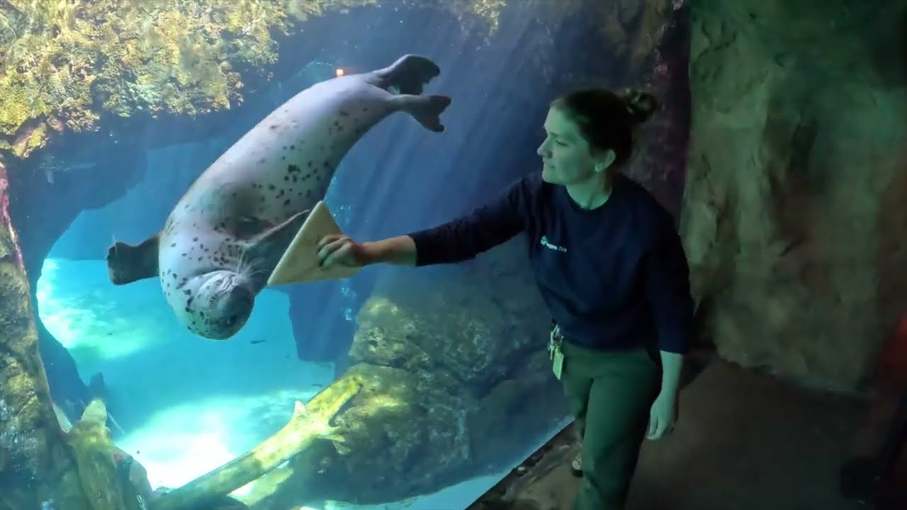 Harbor Seals Seek Shapes While Diving - Oregon Zoo Zoo Guide