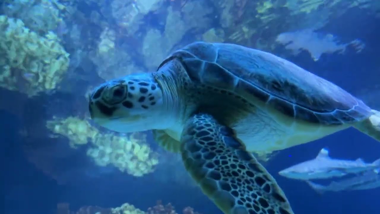 May 22: Bobbi, A Remarkable Green Sea Turtle - Zoos - USA - Texas ...