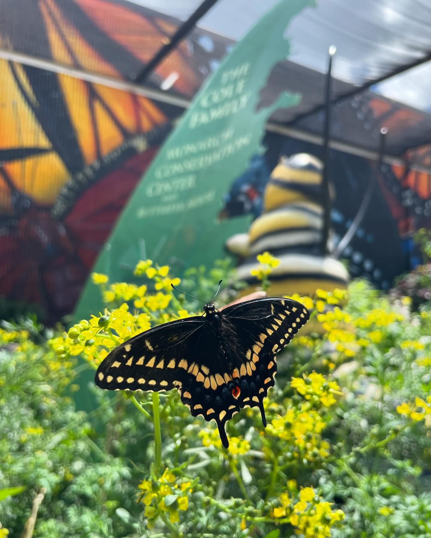 Cole Family Monarch Preview Today At 10 AM - Greensboro Science Center ...