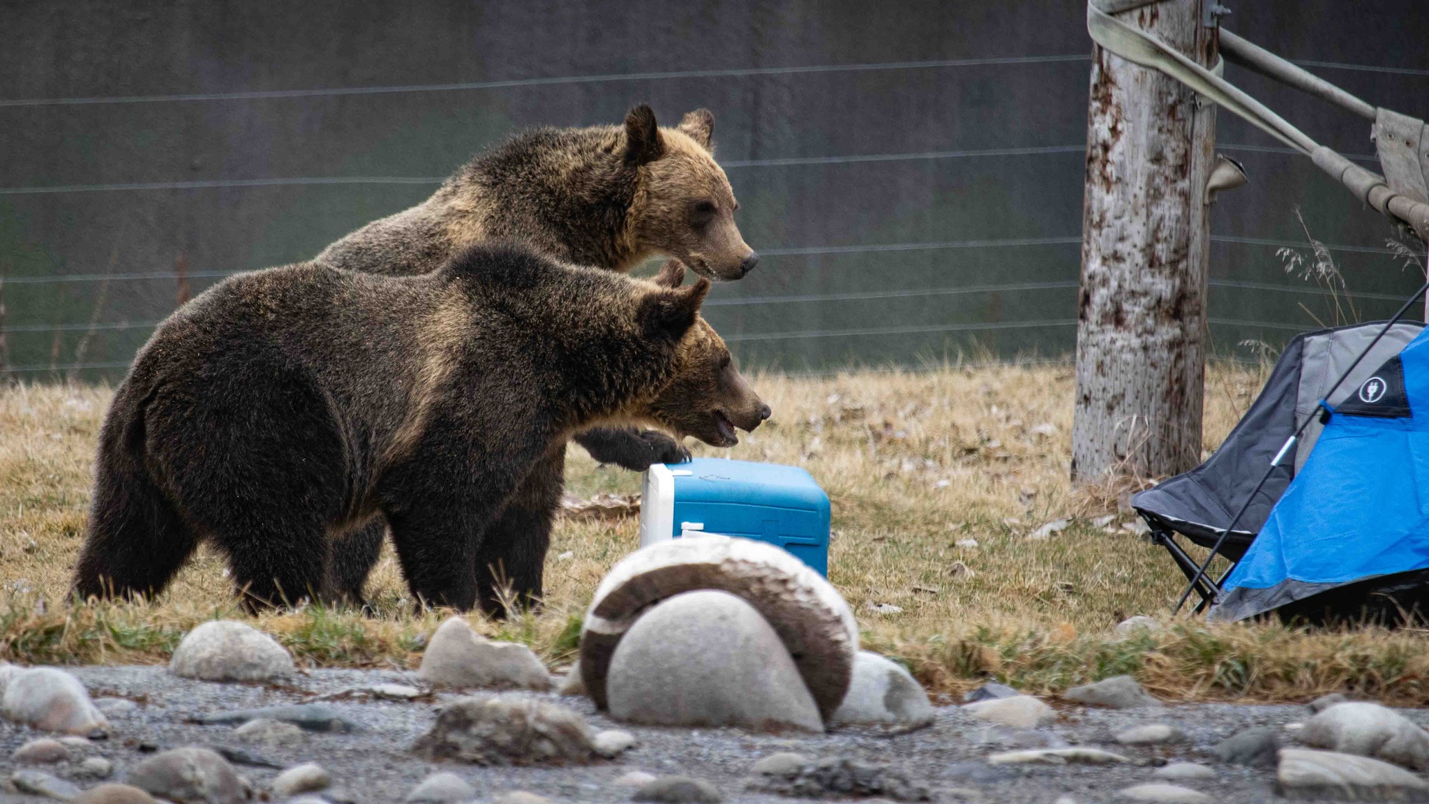 Bear Awareness Week Stay Safe In Montana Zoo Montana Zoo Guide