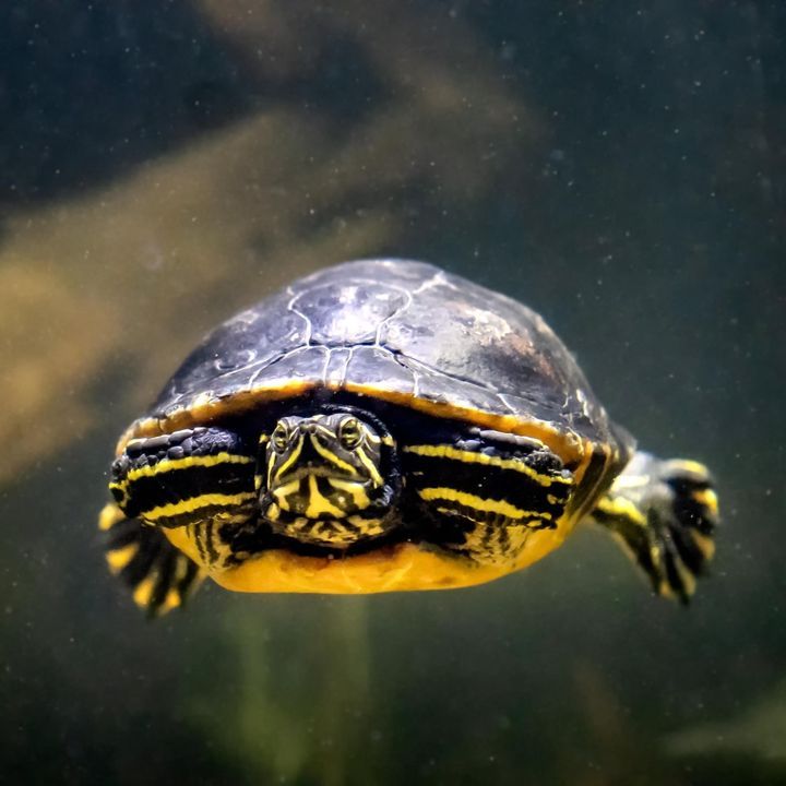 Celebrating World Turtle Day - Virginia Aquarium & Marine Science 