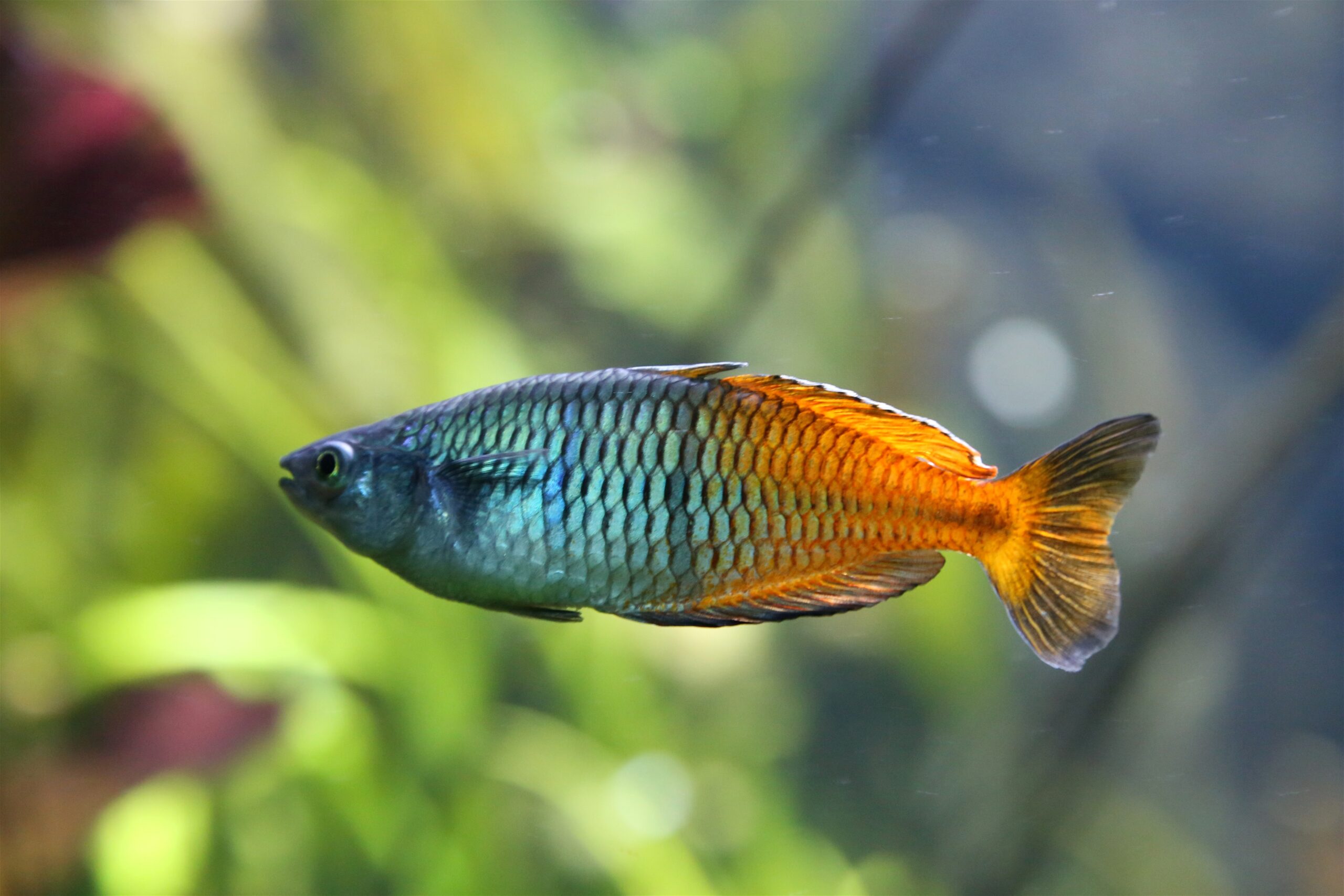 Definitive Guide To Boeseman's Rainbowfish Facts, Habitat, Conservation 