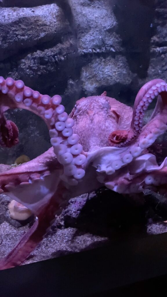 Senescent Octopus Understanding Senescence: Biological Aging Explained - Aquarium Of The ...
