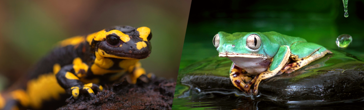 Amphibians