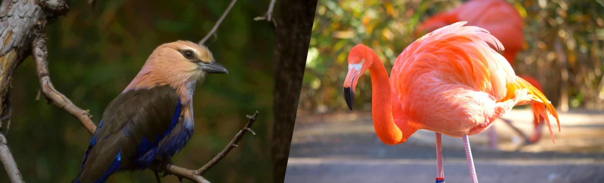 Birds