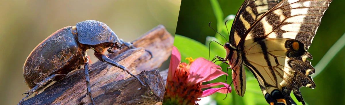 Invertebrates
