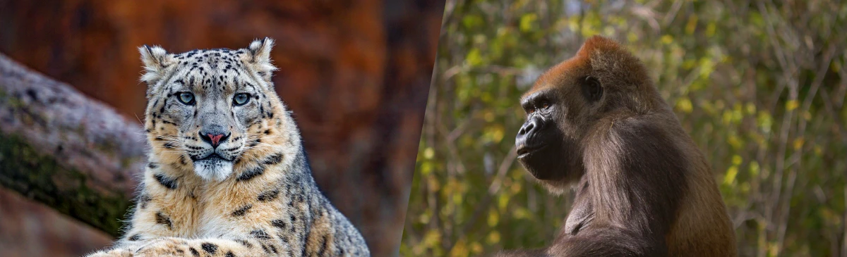 Mammals