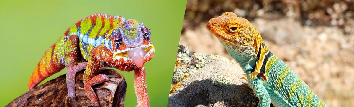 Reptiles