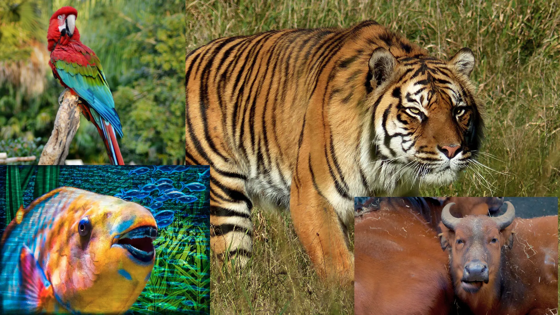 Animal Variety
