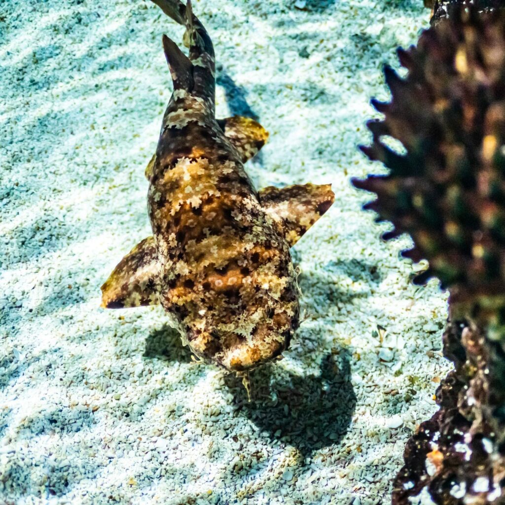 Discover Four Unique Shark Species At The Aquarium - Zoos - USA ...