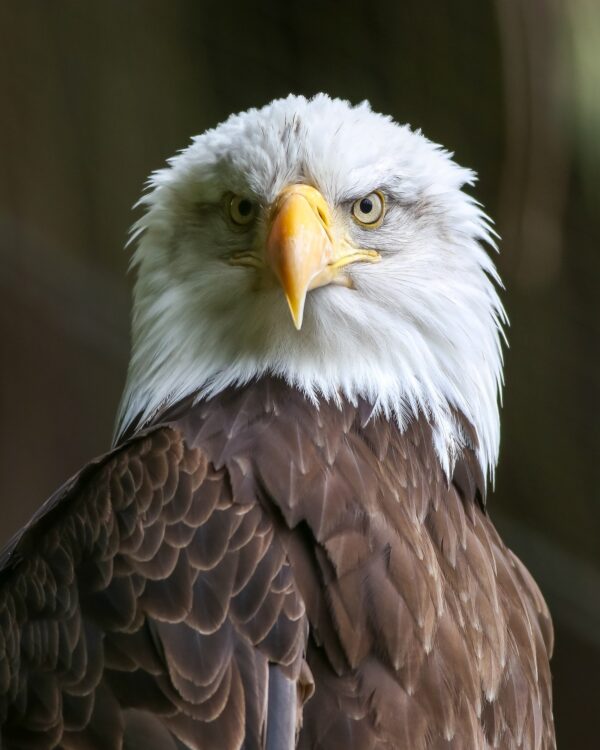 Bald Eagles Vision 4 5 Times Sharper Than Humans Sequoia Park Zoo